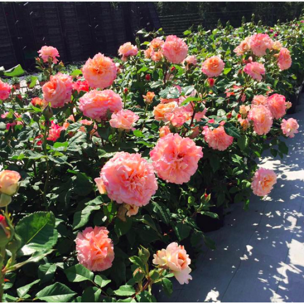 AUGUSTA LUISE® "Duftwolke" AUGUSTA LUISE® "Duftwolke"